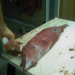 IMAG0395.jpg