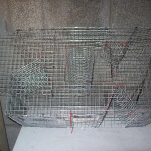 Pinfish2.jpg