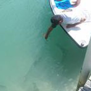 Tarpon.jpg