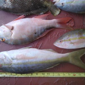 20 inch yellowtail!.jpg