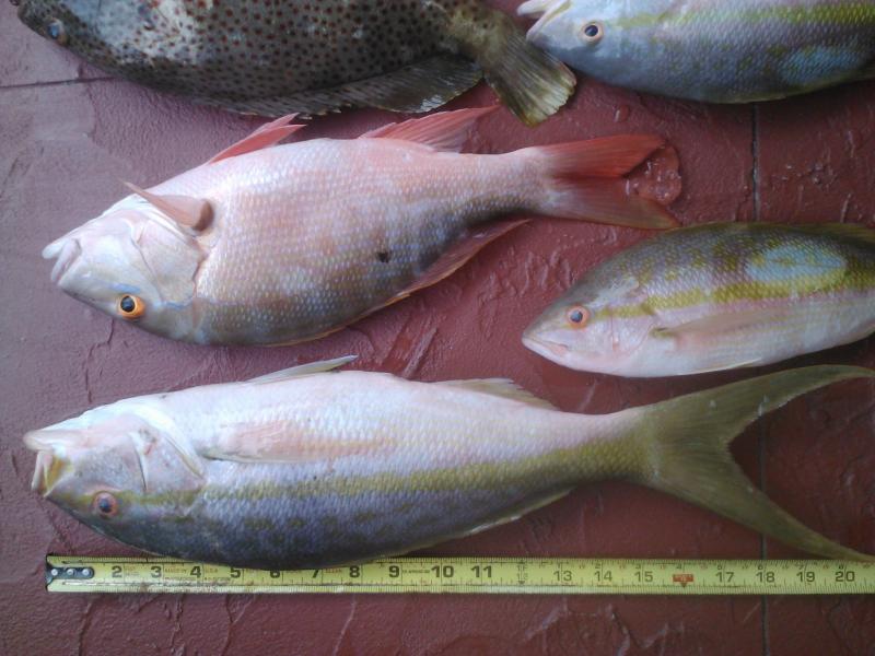 20 inch yellowtail!.jpg