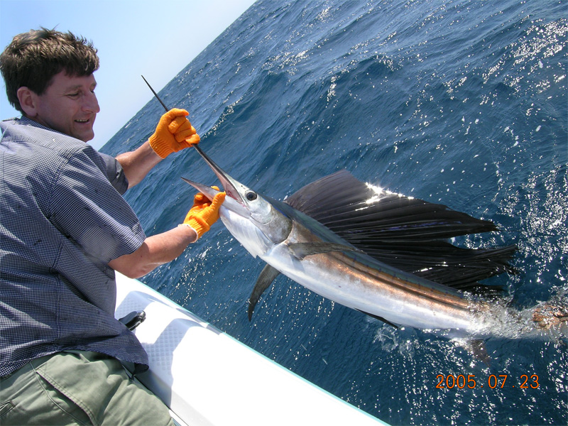 billfish.jpg