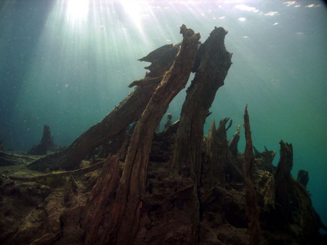 Cypress_Stump_at_Morrison_Springs.jpg