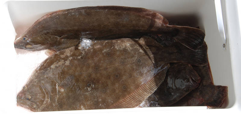 flounder_5-22.jpg