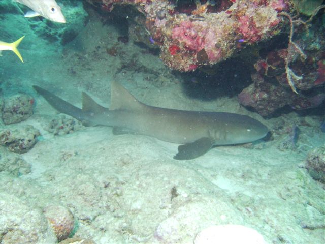 Nurse_Shark.JPG