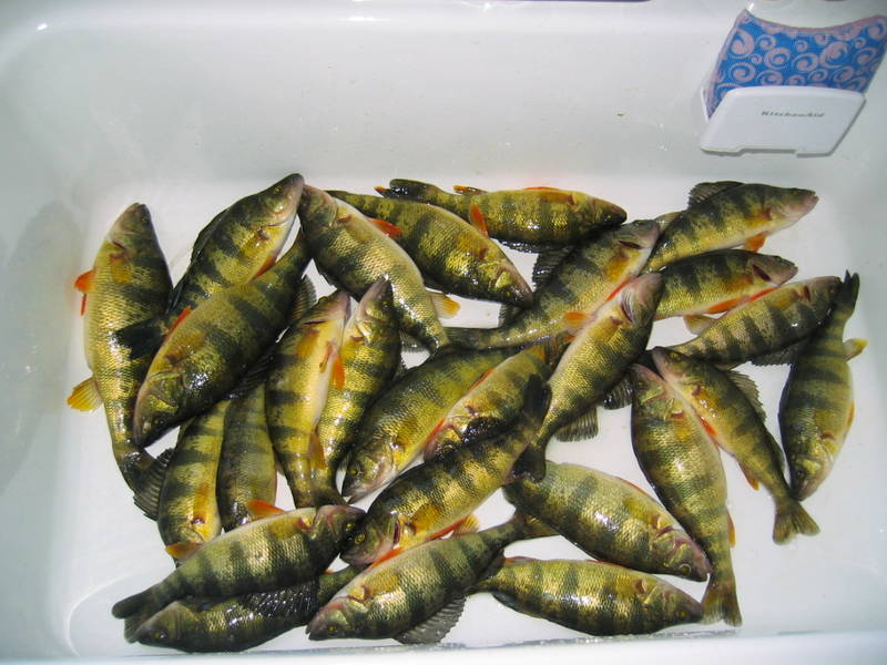 Occoquan_Perch_2008.jpg