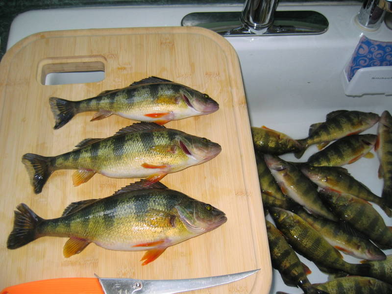 Occoquan_Perch_2008_3.jpg