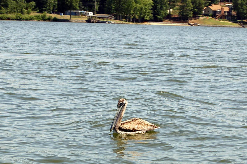 Pelican_on_Lake_Wylie.jpg