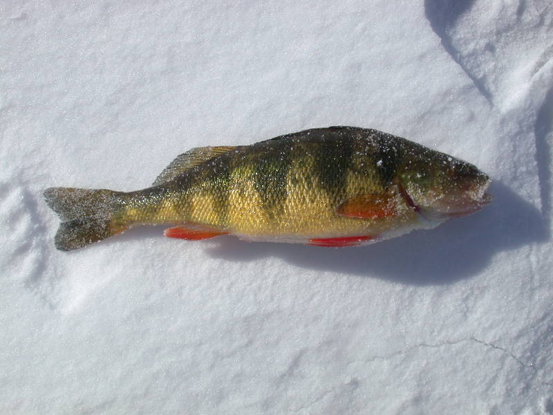 Perch_on_Snow.JPG