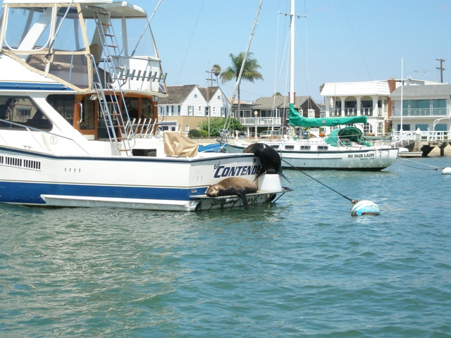 Sea_Lions_on_Boat_-_Web_Size.JPG