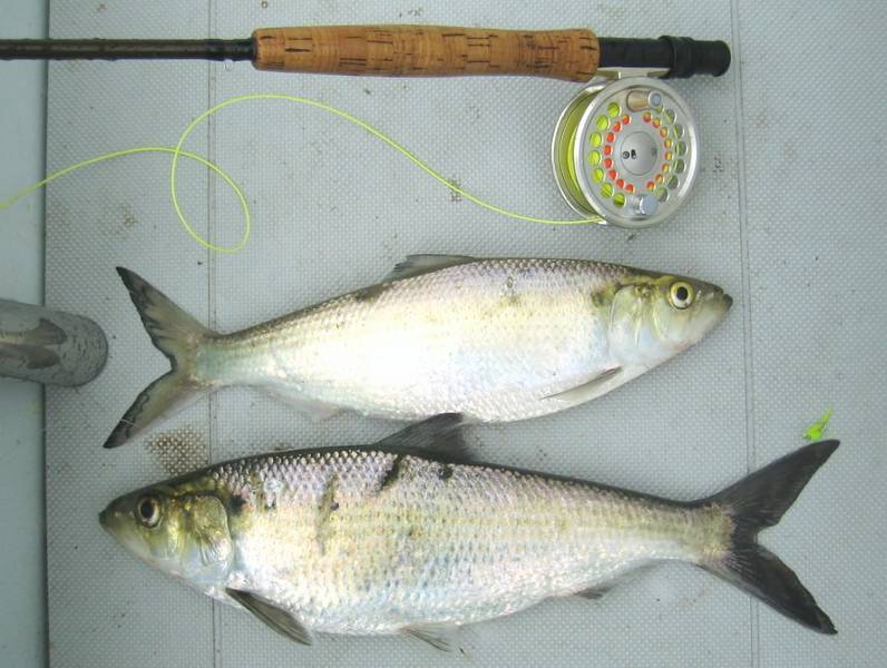 Shad_Run_08_001.jpg