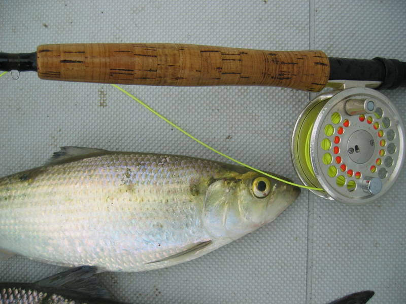 Shad_Run_08_004.jpg