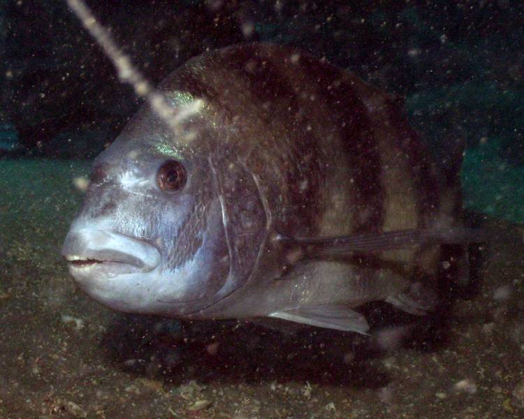 Sheepshead1.jpg